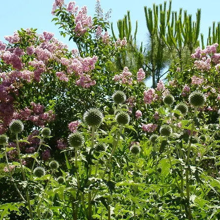 Il Melograno Bed & Breakfast *