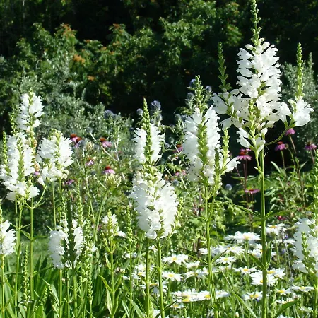 Il Melograno Bed & Breakfast