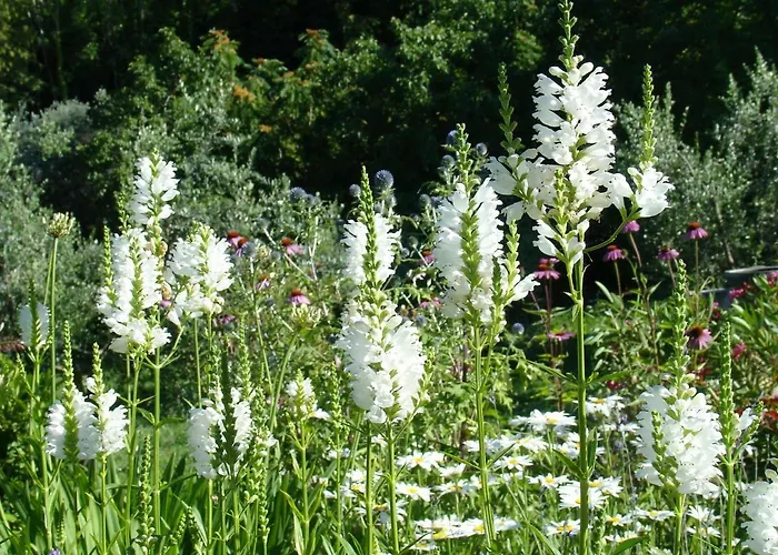 Il Melograno Alojamento de Acomodação e Pequeno-almoço